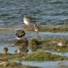 Spotted Redshank